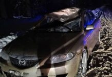 Mazda driver hits moose and ends up in hospital – Auto Online Mazda driver hits moose and ends up in hospital – Auto Online