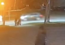 Video: Woman hit by car at crosswalk, dies – Auto Online Video: Woman hit by car at crosswalk, dies – Auto Online